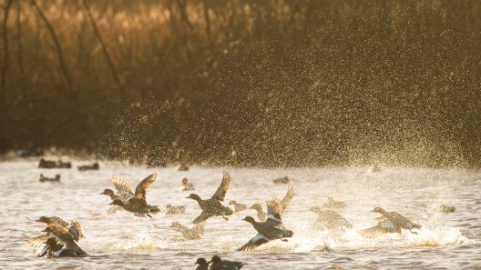 vogelrustseizoen op de Friese meren-Vaarmarkt