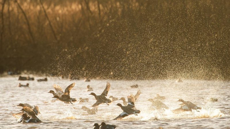 vogelrustseizoen op de Friese meren-Vaarmarkt